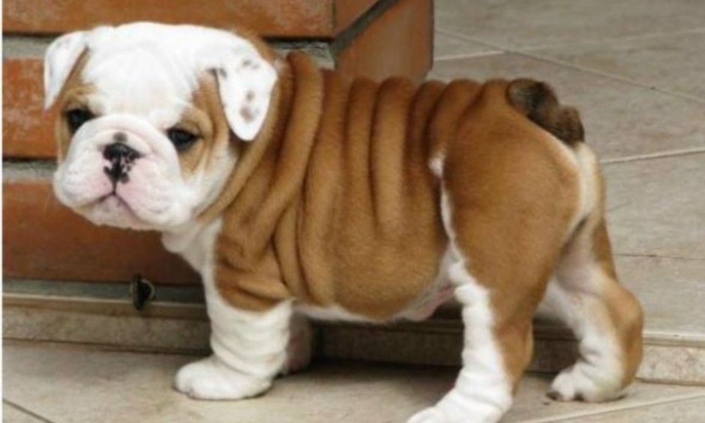 cute english bulldog puppies for sale