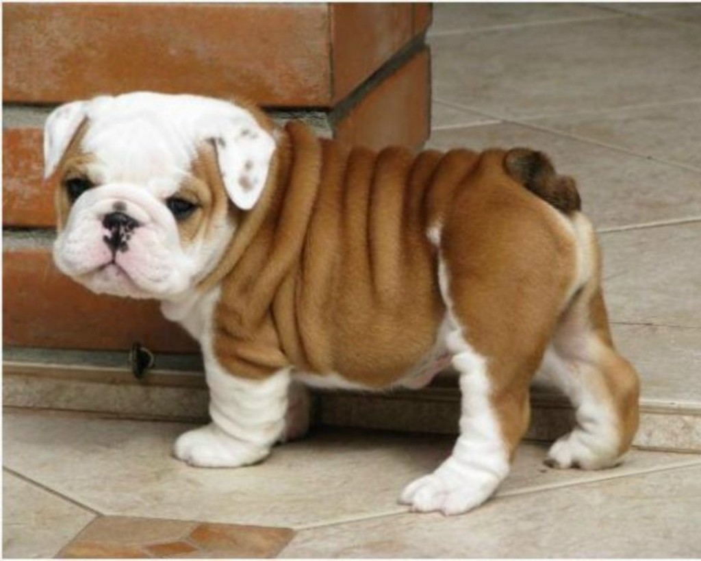 cute-english-bulldog-puppies-1024x819