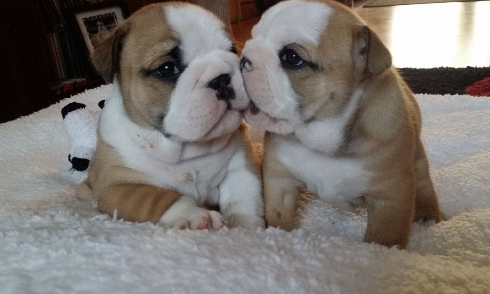 bulldog puppy grey