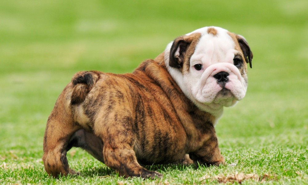 English Bulldog Puppies For Wholesale, 56% OFF | santeweb.com