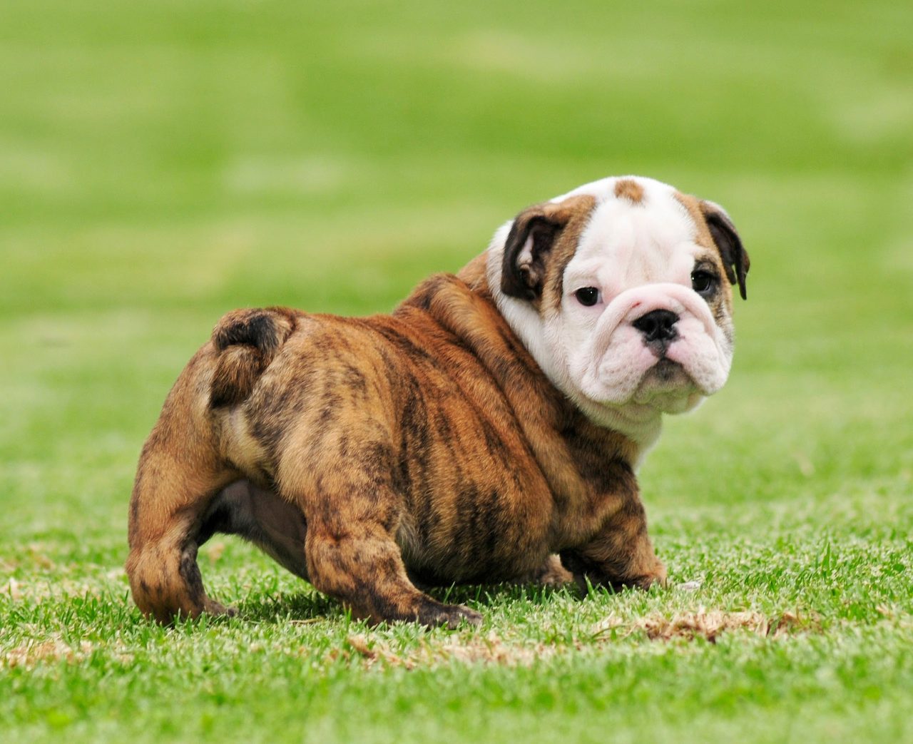 cute fat bulldogs