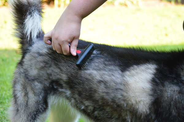 Double coated dogs best sale shaved