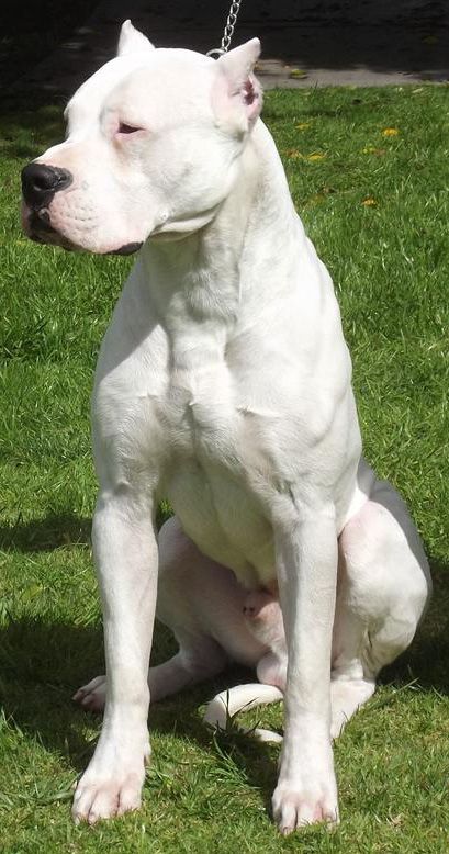 Biggest and strongest best sale dogs