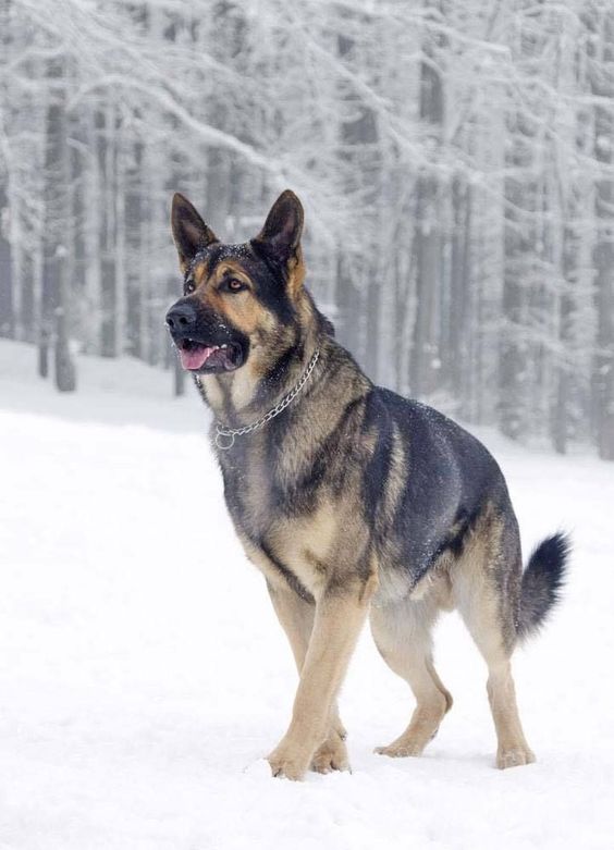 top 10 strongest dog breeds