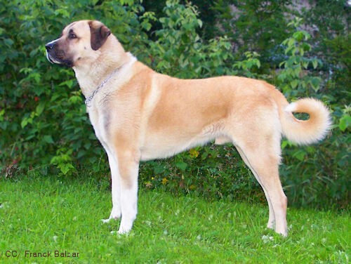 top 10 strongest dog