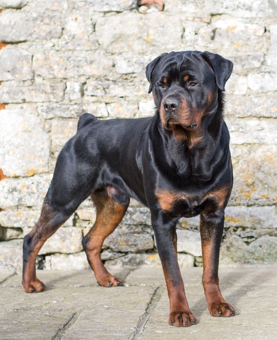 top 10 strongest dog breeds