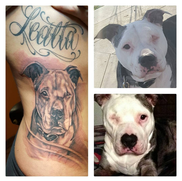 20 Best Pit Bull Tattoo Designs