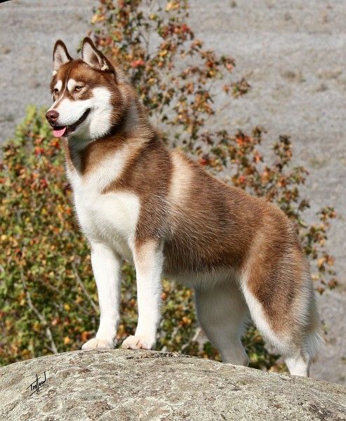 top 10 strongest dog