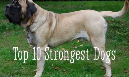 Top 10 inside best sale dogs