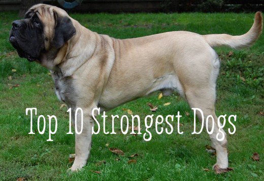 top 10 strongest dogs in the world