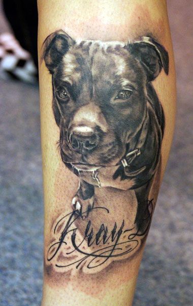 20 Best Pit Bull Tattoo Designs -