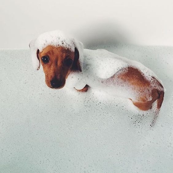 Dogs hate baths