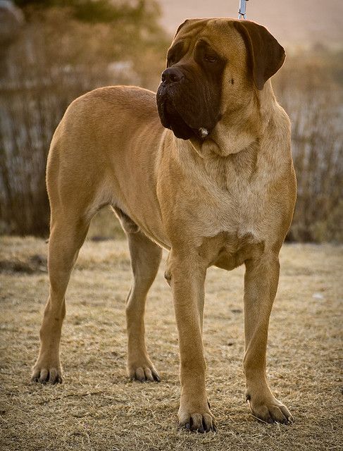 Bullmastiffs, agressive temeperaments