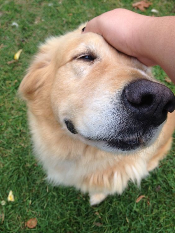 15 Things Dogs Love the Most - Feruo