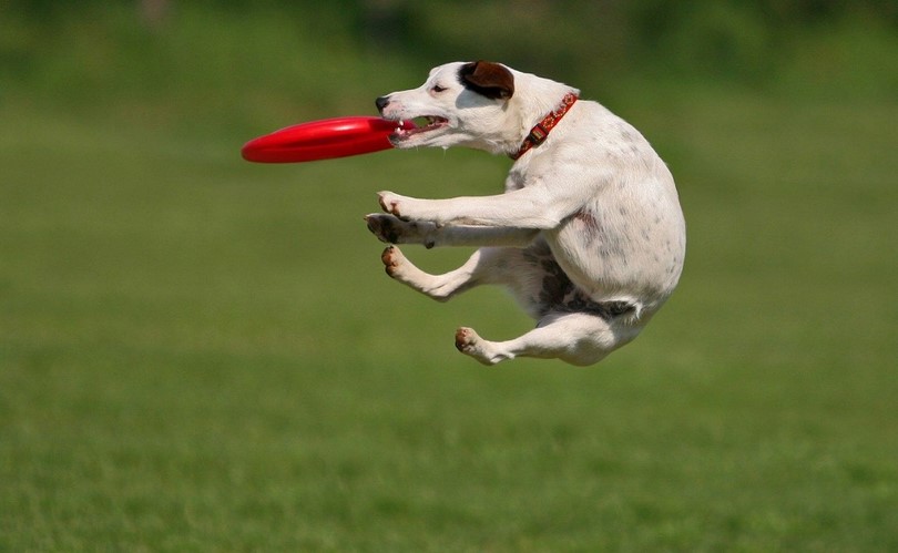 catch a lover game dog