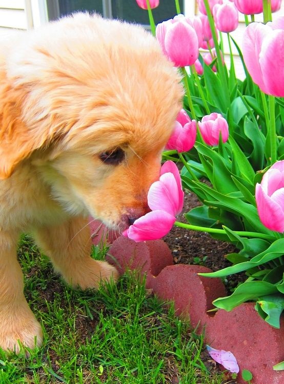 Dogs love smelling everything while they walk