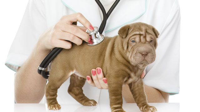 Examine your dog at the vet