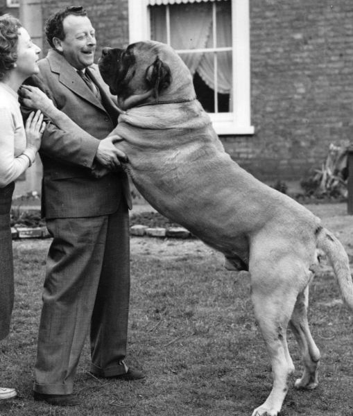 tallest dogs in the world top 10