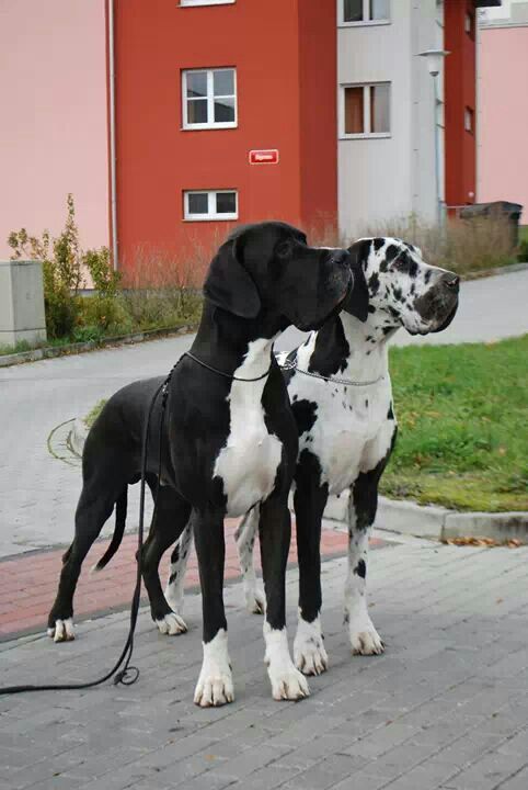 Perro gran danés