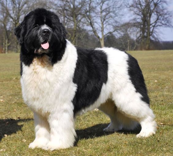 Perro Landseer