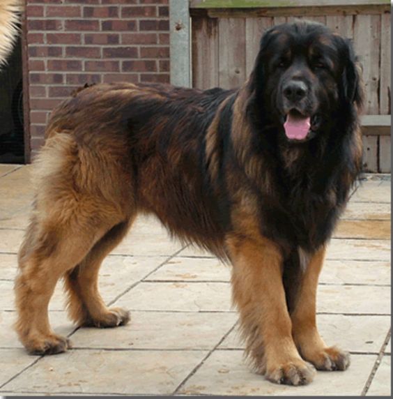 Perro Leonberger