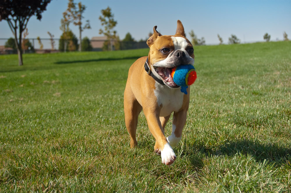 The Best Games to Play with Your Puppy