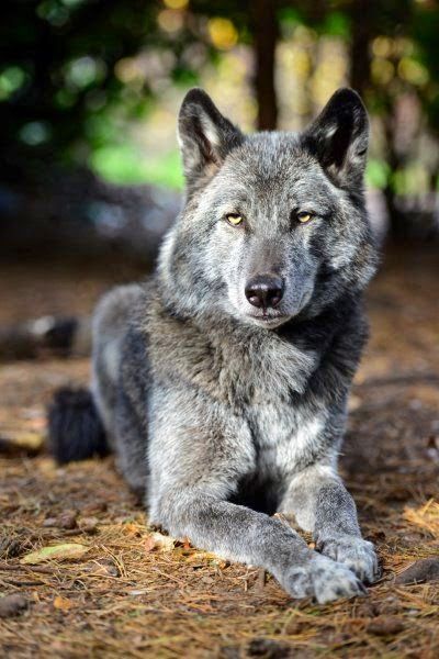 Wolf Hybrid, cross between grey wolfs and dogs