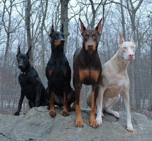 Doberman Pinschers, agressive toward strangers