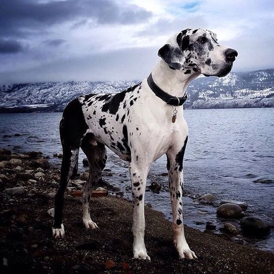 is dalmatian a dangerous dog