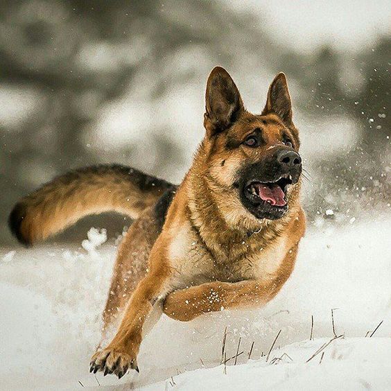 German Shepherds, agressive nature.