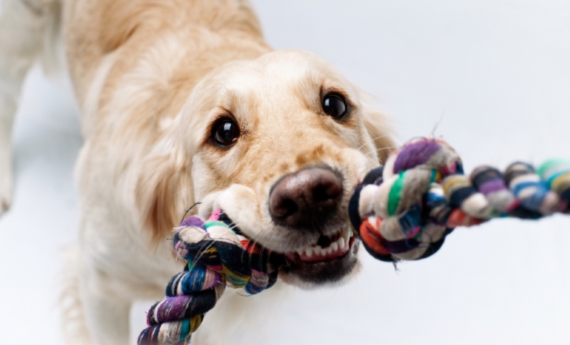 Top popular indoor games with your dog