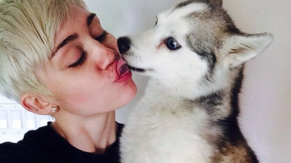 Actress and singer Miley Cyrus with her Husky