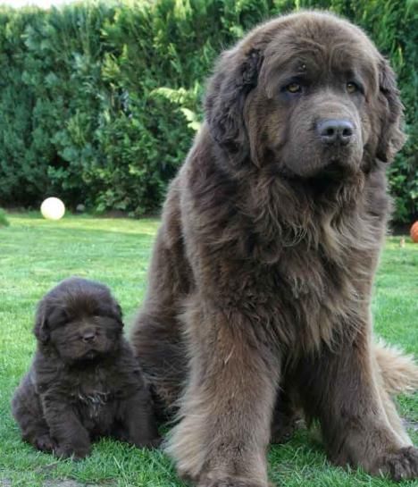 how big is the biggest dog breed