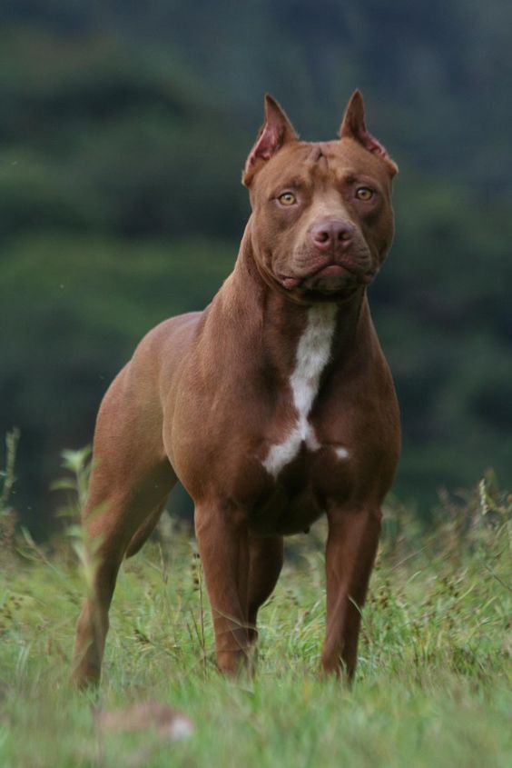 which dog breed is most dangerous