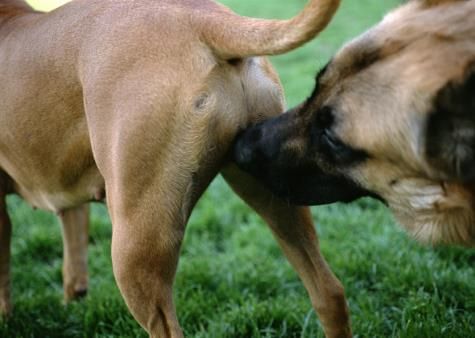 Walk your old dogs in front, while someone else walks behind with the new one