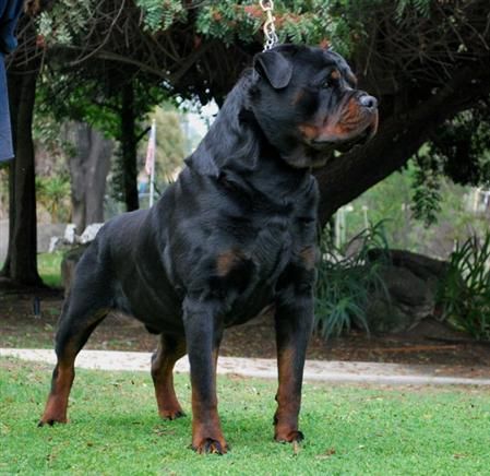 Rottweilers, dangerous dogs