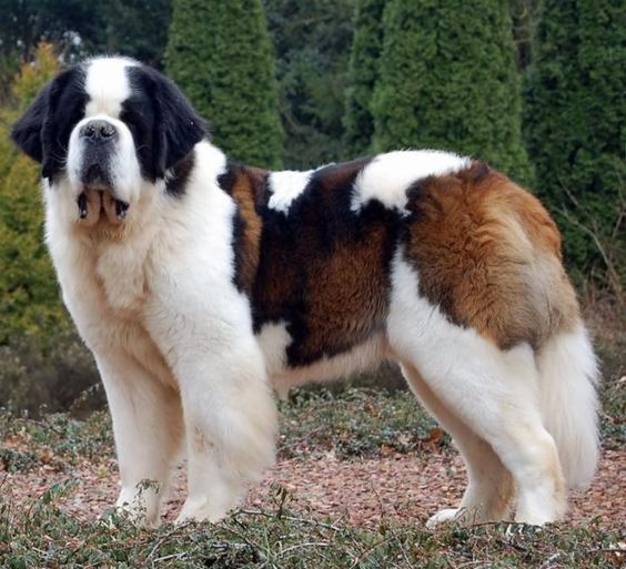 Worlds biggest dog