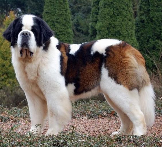 tallest dogs in the world top 10