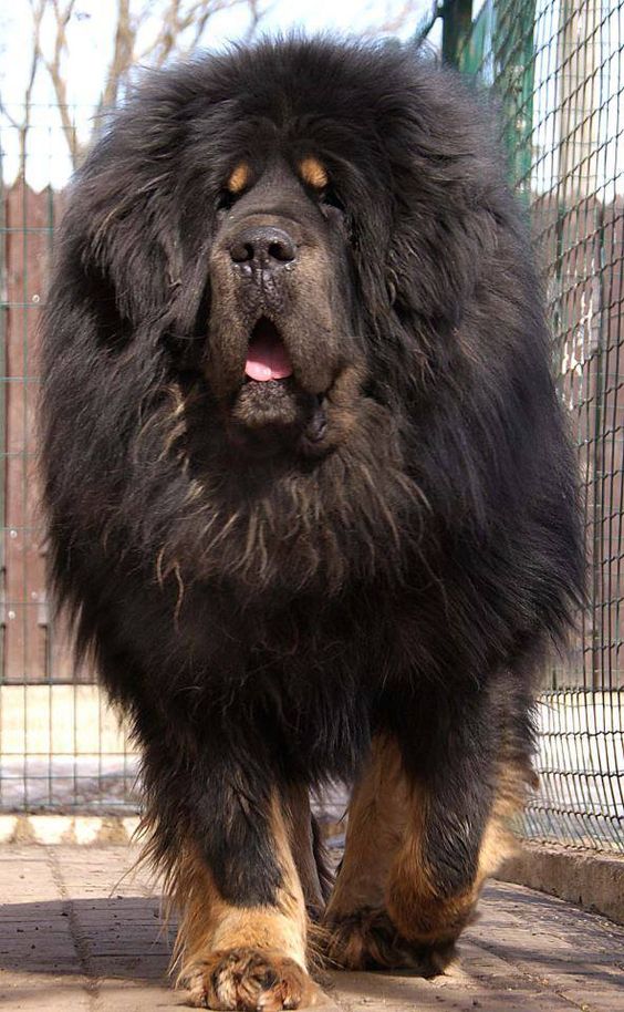 top 10 giant dogs