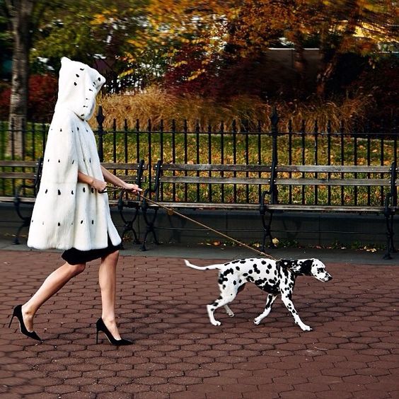 Introduce your dog to your pack by taking a walk together