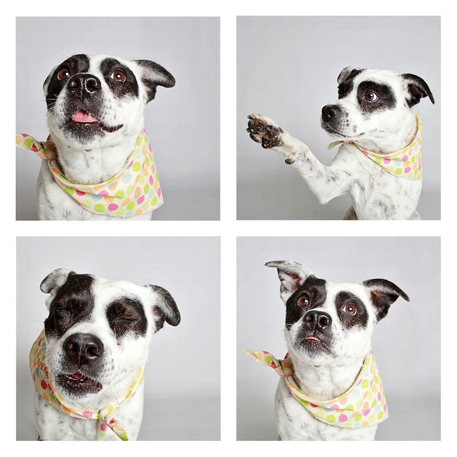 Cute baby dog posing for photobooth