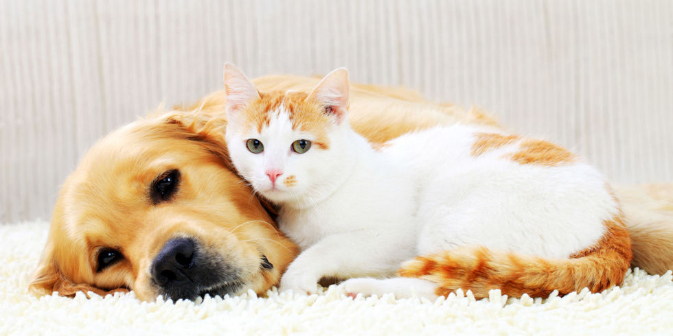 what's the best way to introduce a cat to a dog