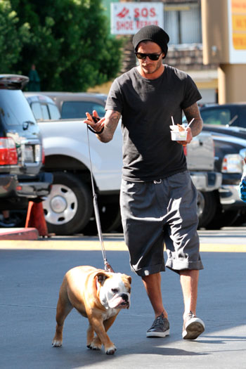 Famous David Beckham and his English Bulldog