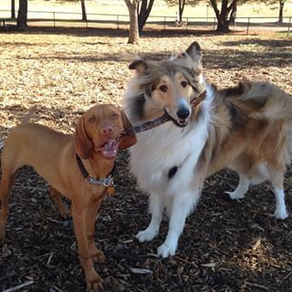Dogs playing together at the park