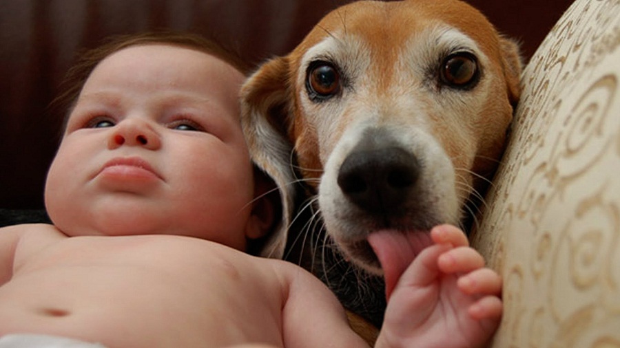 Dog and baby becoming friends