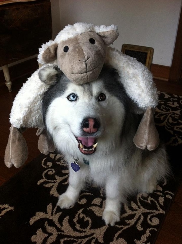 13 Awesome Halloween Costume Ideas For Your Husky – Inside Dogs World
