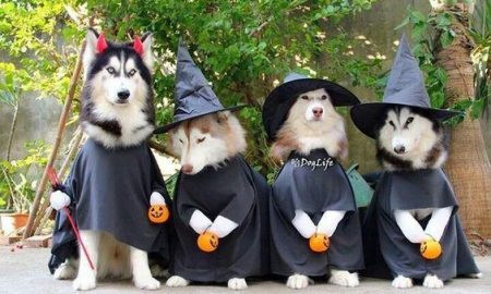 Cute husky witches