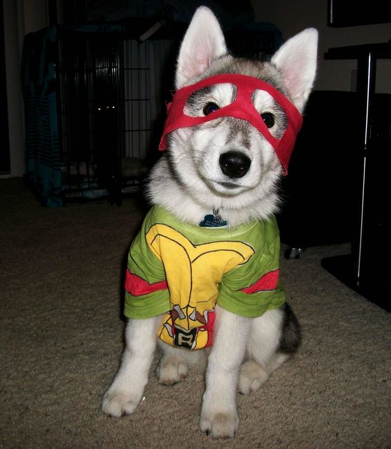 Halloween costumes for huskies hotsell