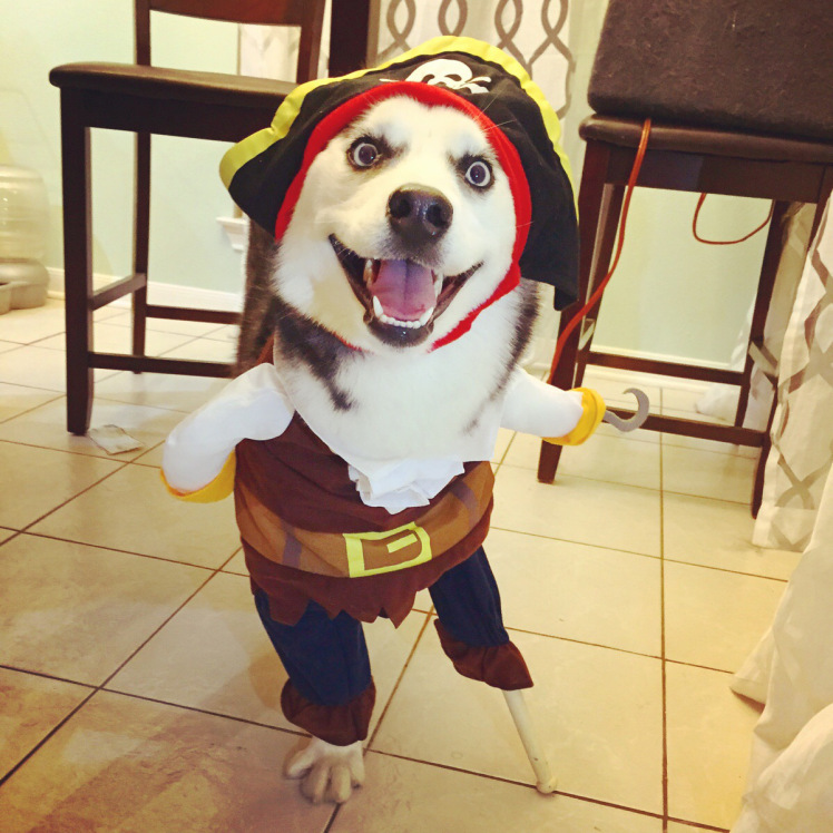 13 Awesome Halloween Costume Ideas For Your Husky