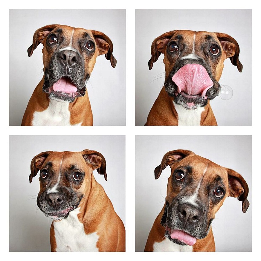 Boxer in photobooth makes funny pictures